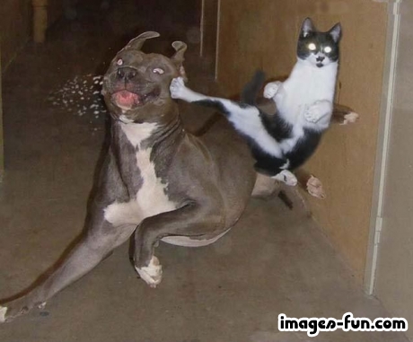 Kung-Fu chiench...